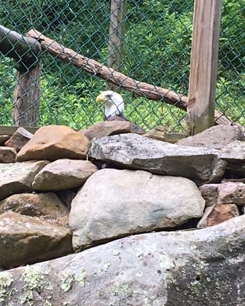 Picture of bald eagle